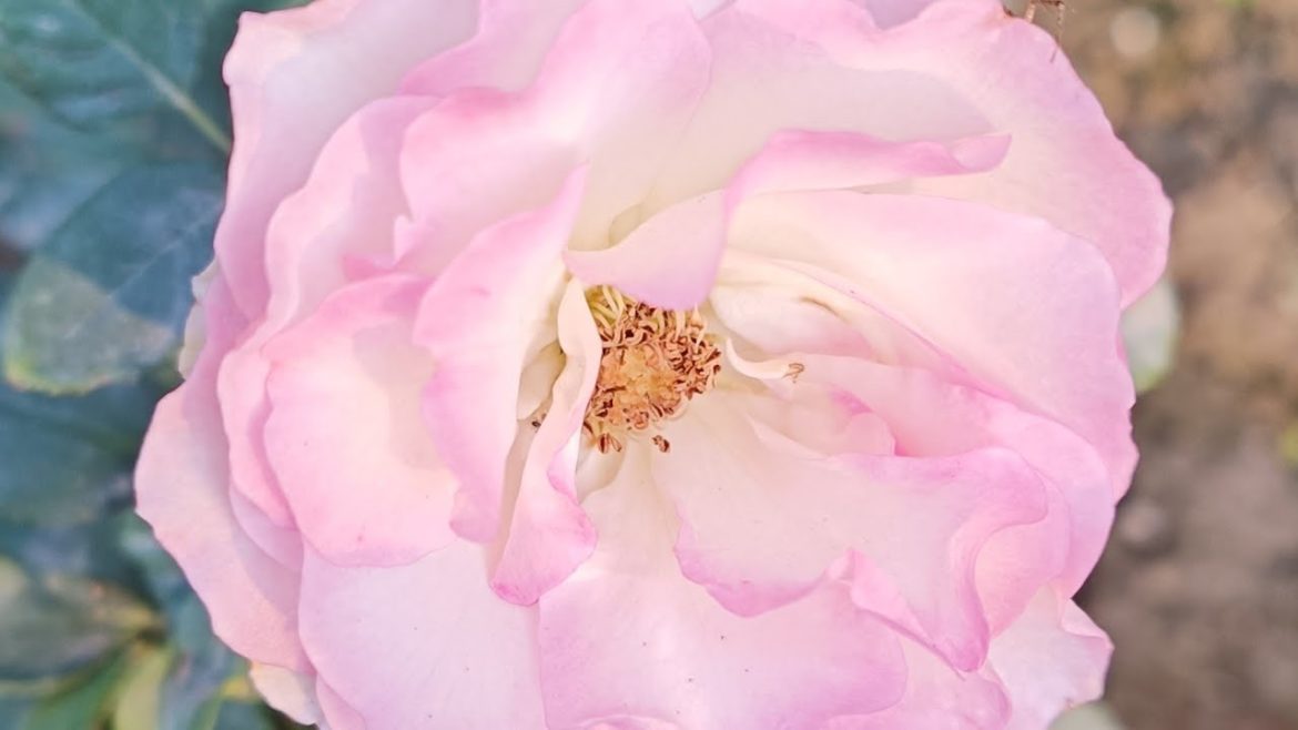 beautiful  Rose flower status video #reels #flower #yt short