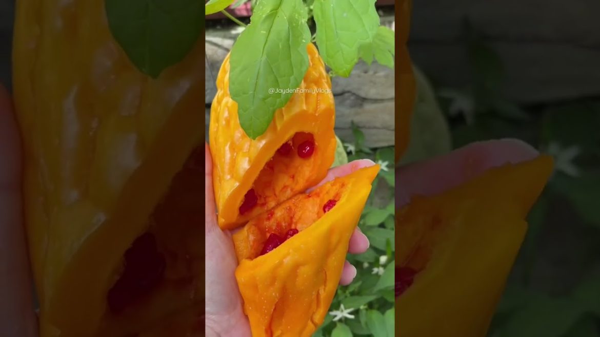 Fruit Cutting, Edible Orange Bitter Melon 😱😋#shorts #satisfying #food #fruitcutting #fruit