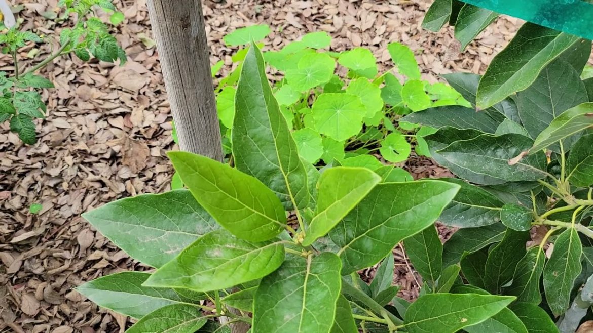 Avocado trees, up close December 10, 2022
