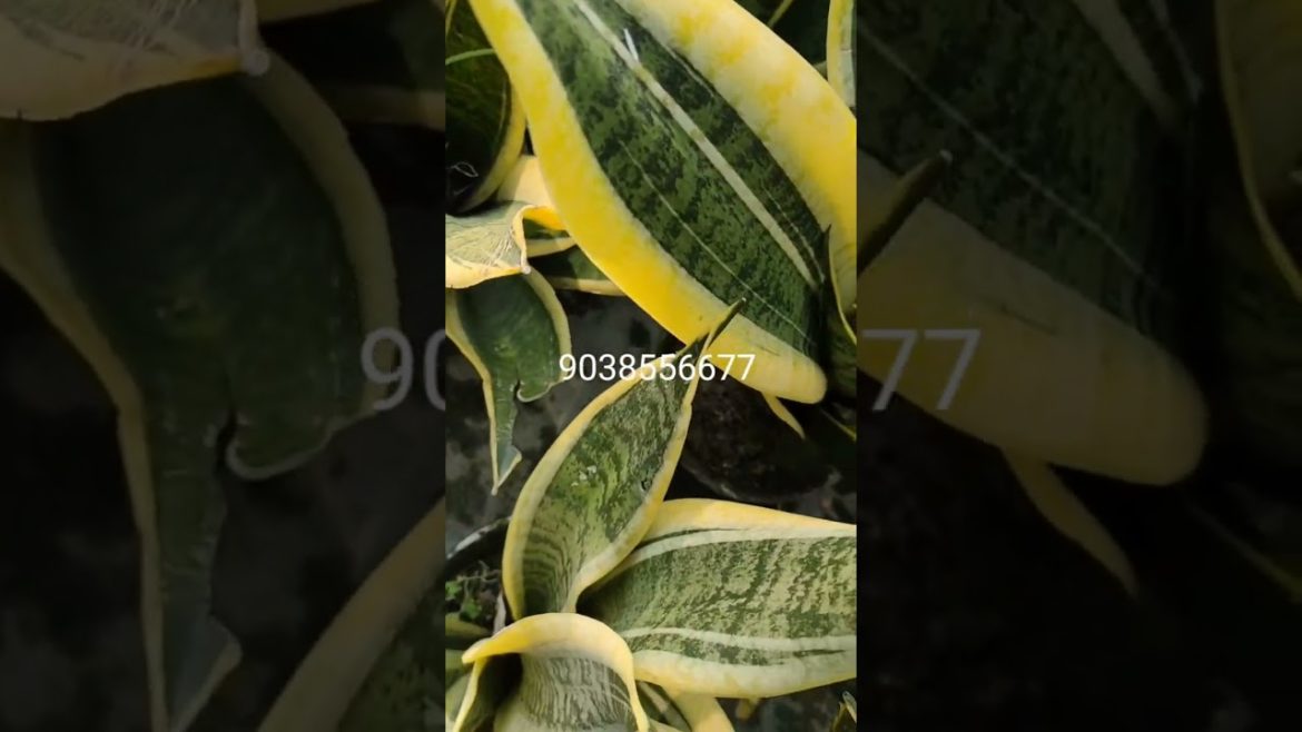 Low price Sansevieria Variety || Snake Plant Variety || #Sansevieria #shorts
