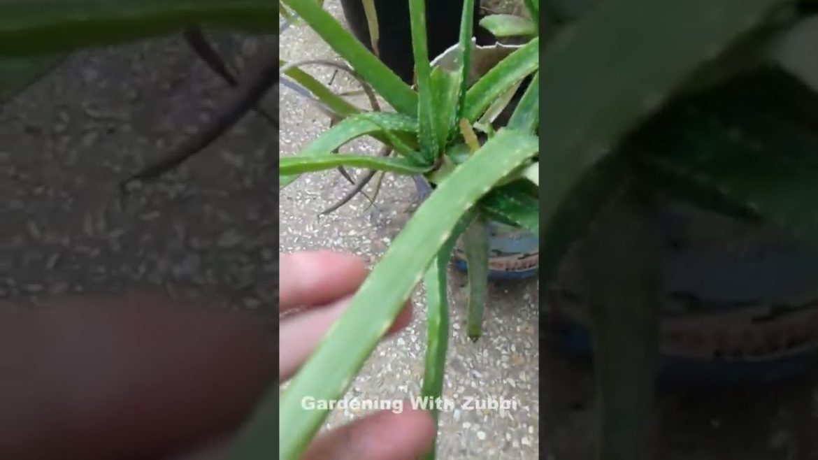 Aloe Vera Plant At Home || Gardening Tips, Hacks, Gardening With Zubbi #viral #gardening #Shorts