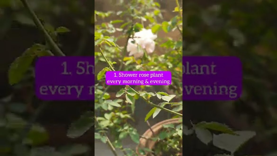 5 Rose gardening tips I Rose Plant care tips 5 Rose gardening tips I Rose Plant care tips