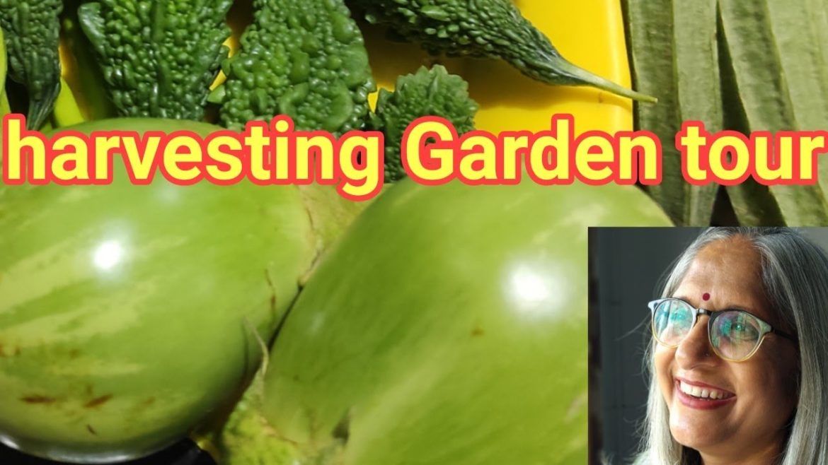 Harvesting Garden tour and gardening tips question answer
