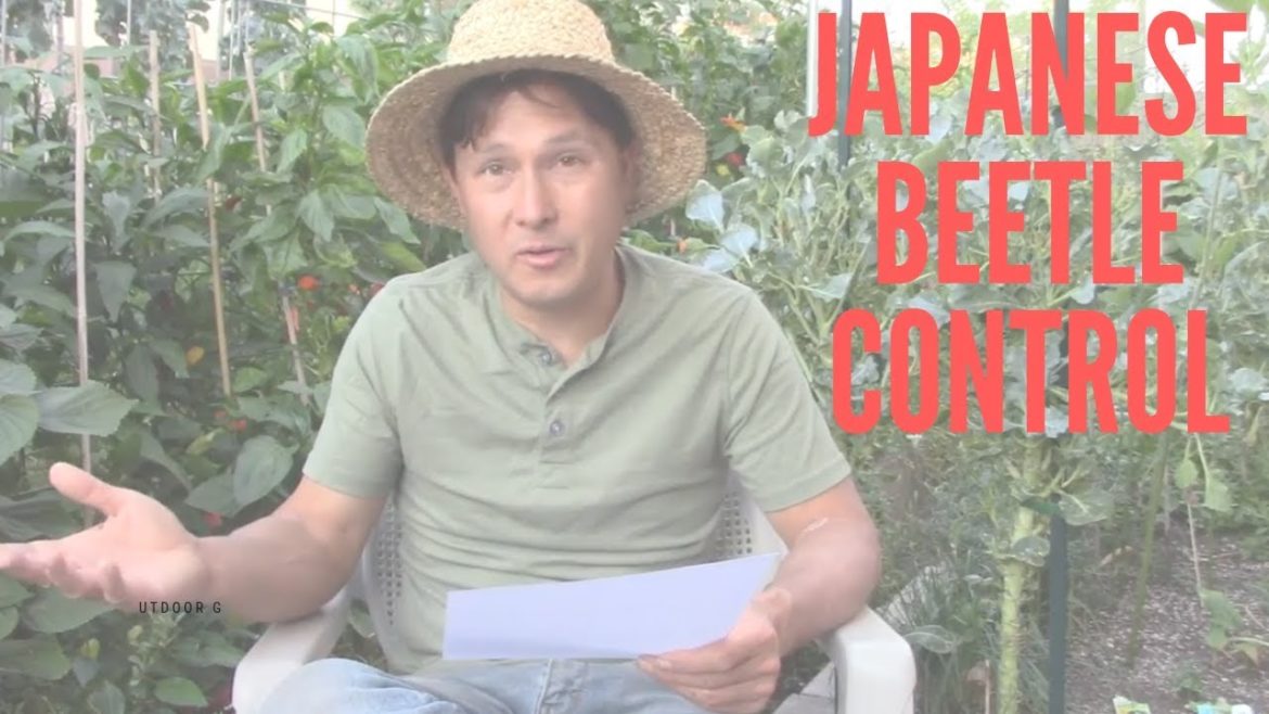 How Do I get Rid of Japanese Beetles & More Gardening Q&A How Do I get Rid of Japanese Beetles & More Gardening Q&A