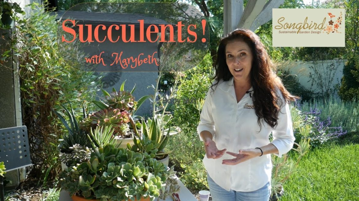 SUCCULENTS! with Marybeth of Songbird Garden Design!