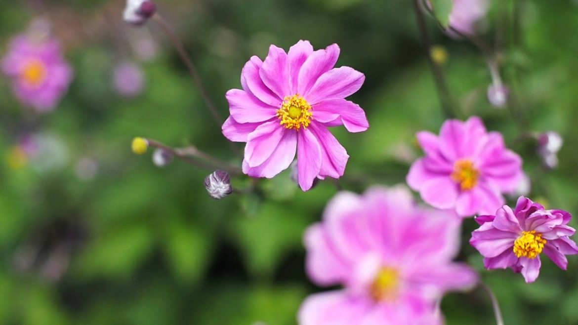 Garden Tips Japanese Anemone