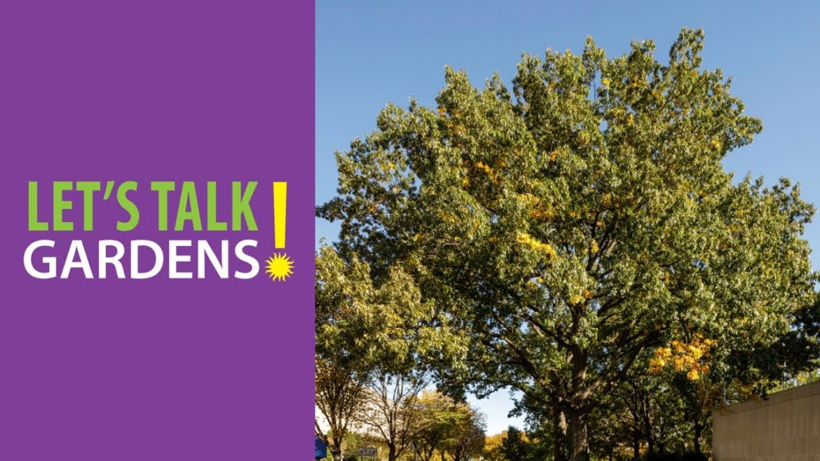 Revolutionize Your Tree Pruning: Learn to Prune Better and Speak for the Trees Revolutionize Your Tree Pruning: Learn to Prune Better and Speak for the Trees