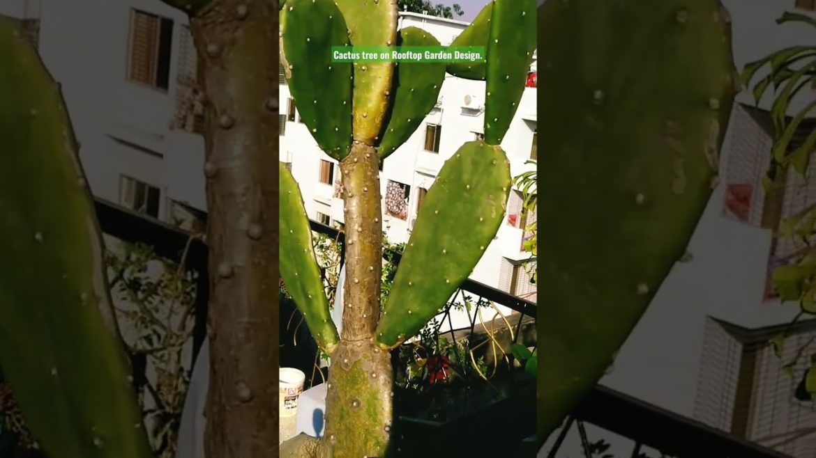 Cactus 🌵 tree on rooftop garden design. #shorts #share #subscribe #status .