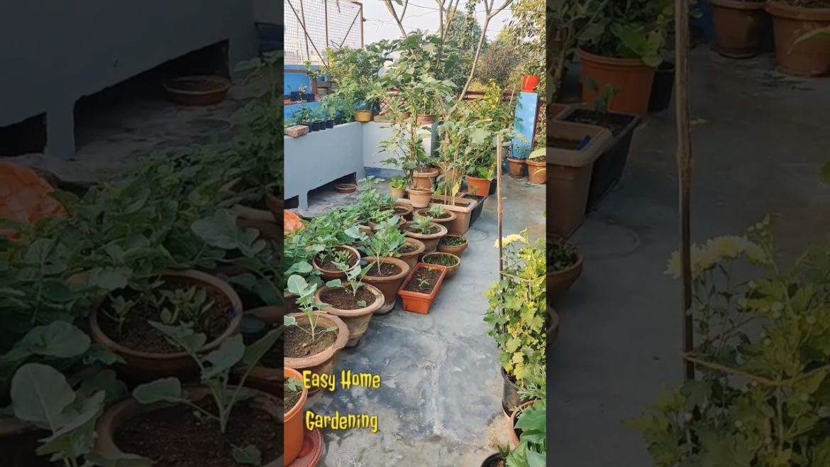 Shorts on my terrace garden #gardening #shorts #easyhomegardening