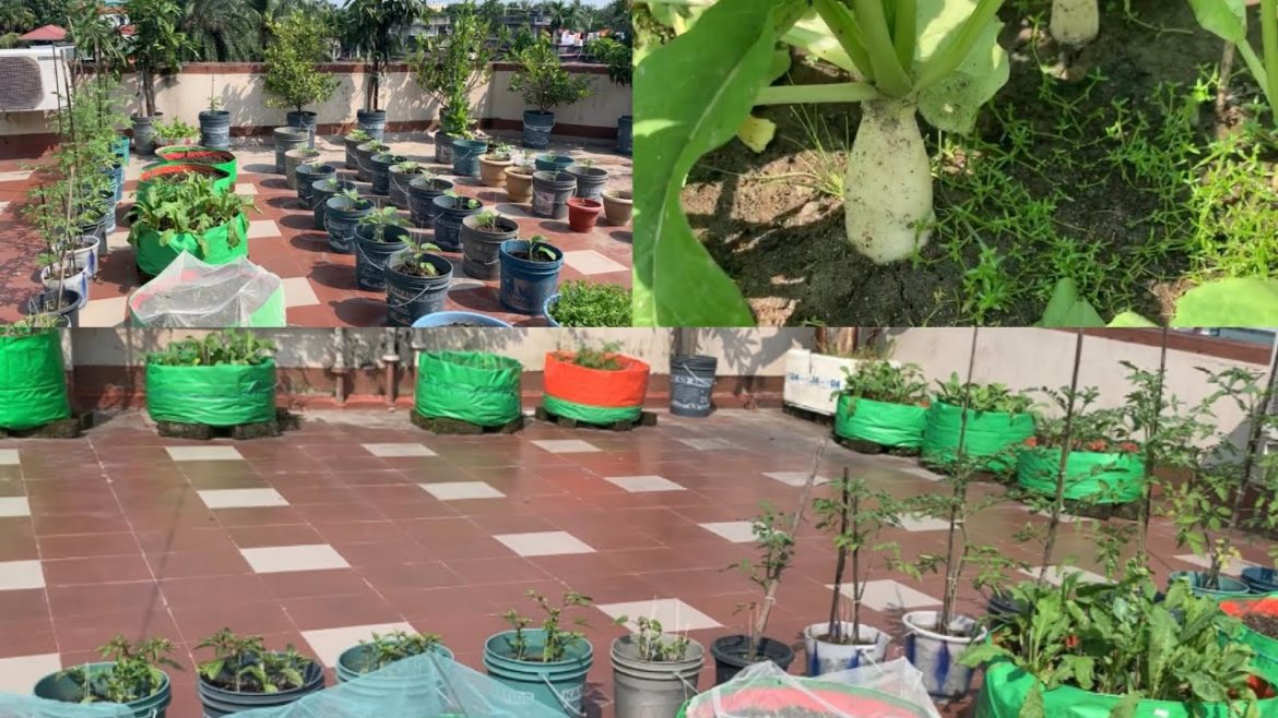 Overview Video And New Look Of My Terrace Garden  // Garden Tips // Terrace Garden Tour