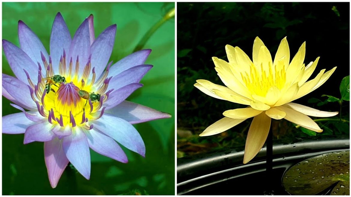 How to grow Water Lily with fishes at home| Gardening Tips and Treats  #waterlily  #waterlilyathome