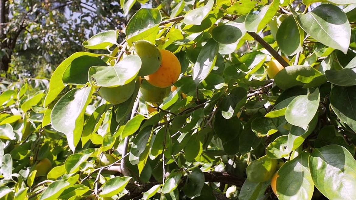 Garden Tips Japanese Persimmon