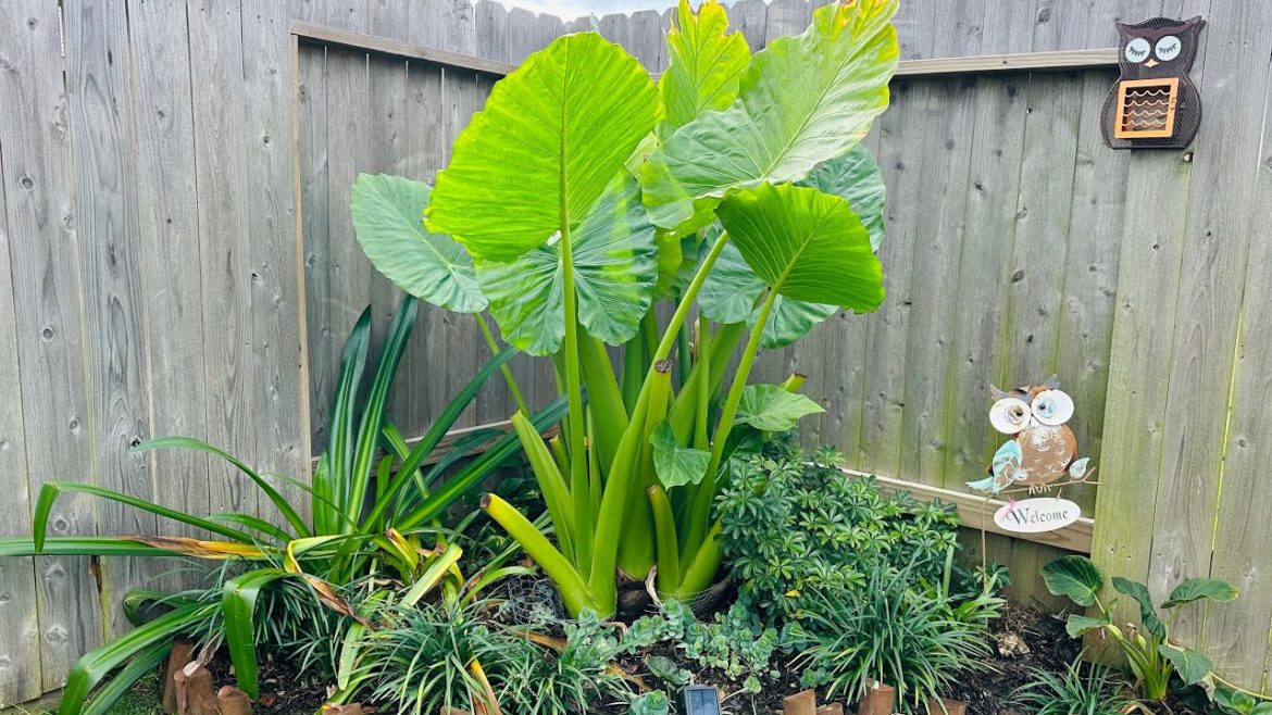 Mid-Dec Quick Garden Tour Before the Freeze