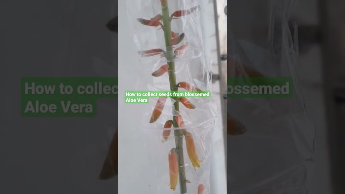 Correct way to collect seeds from Aloevera plant.Water the plant every three days.#aloevera #seeds