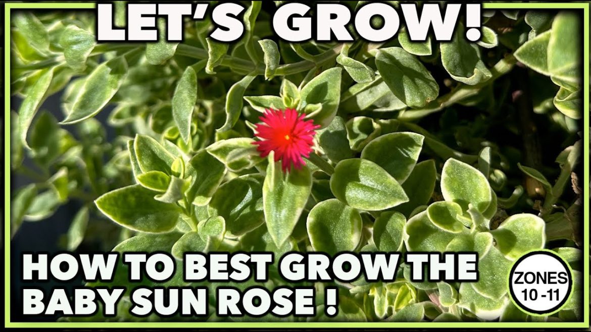 HOW TO GROW BABY SUN ROSE HOW TO GROW BABY SUN ROSE