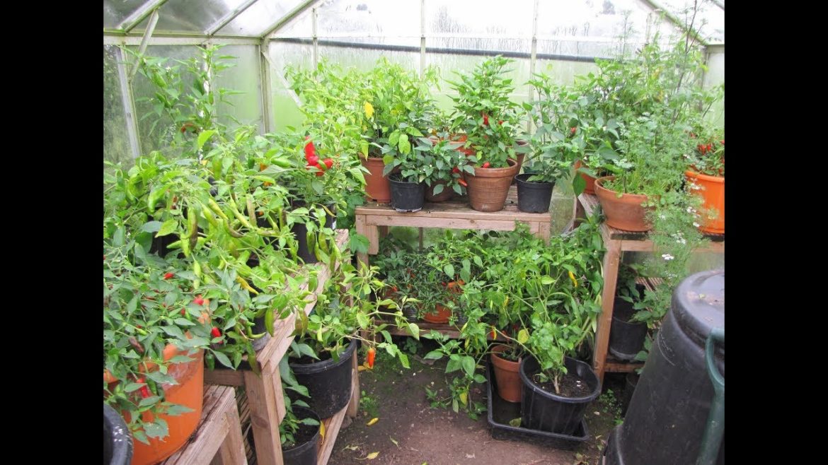 (Vlog #4) March Timely Garden Tips