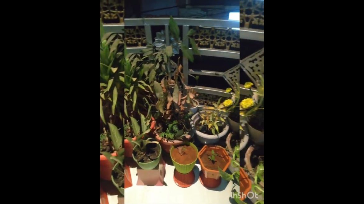 am add few new plans ni my garden