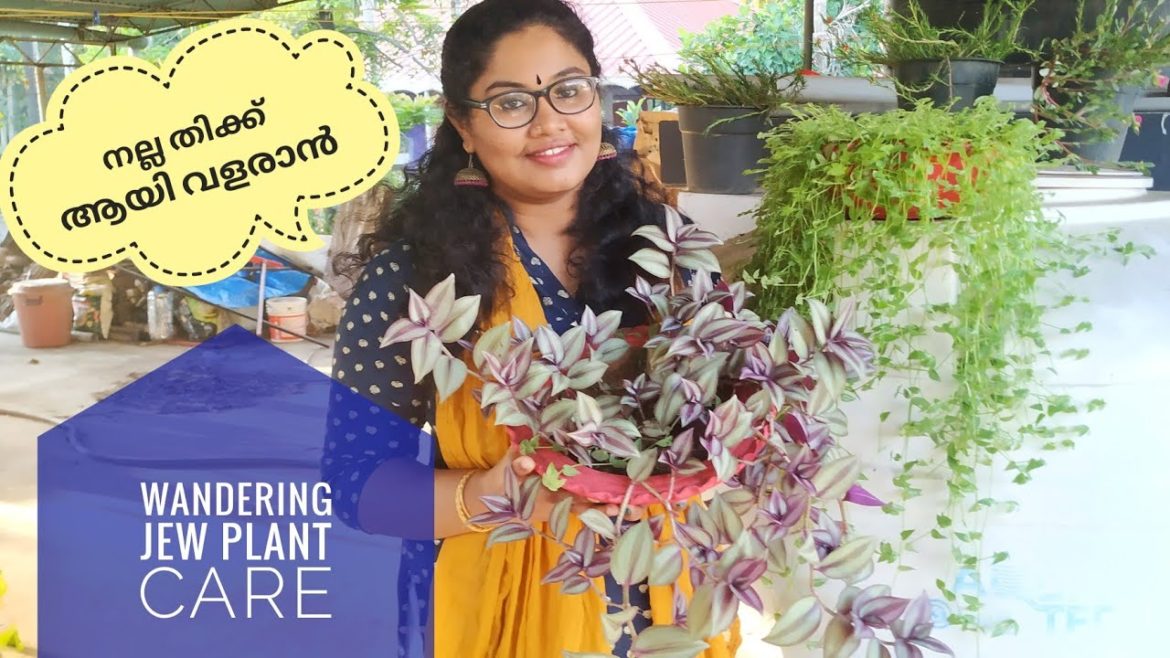 Wandering jew care snd propagation ||Malayalam gardening tips