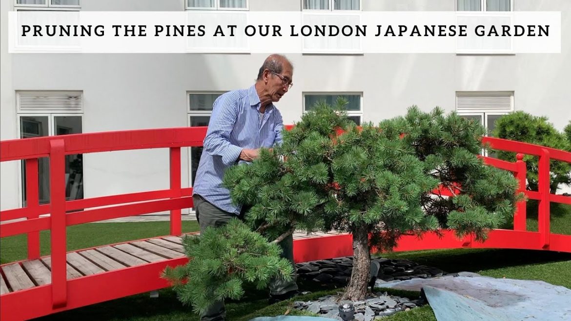Pruning the Pines at our London Japanese Garden