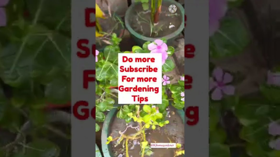 Gardening tips #5 for sada bahar plant 🪴.