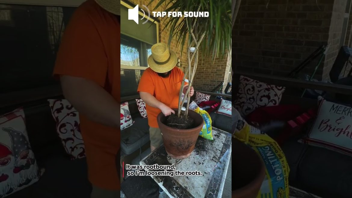 Incredible Dragon Tree (A Houseplant That Cleans The Air) 🐉 🌳 Incredible Dragon Tree (A Houseplant That Cleans The Air) 🐉 🌳