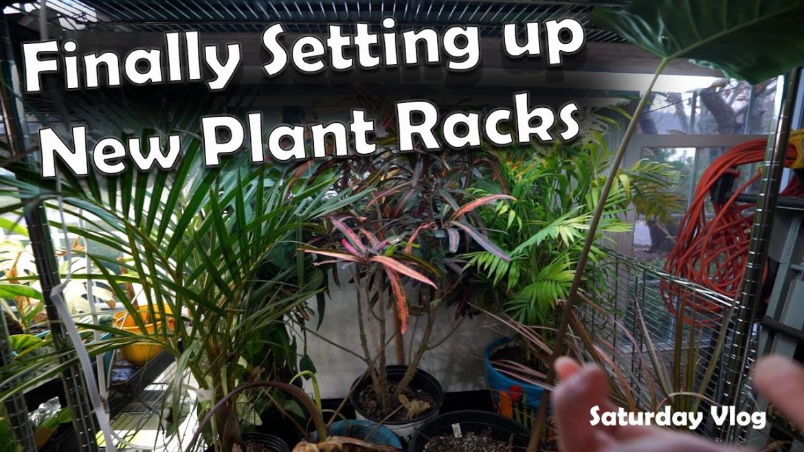 Finally! New Racks For My Larger Houseplants! || Saturday Vlog