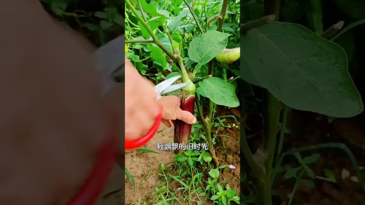 how to growth vegetable /gardening ideas for home