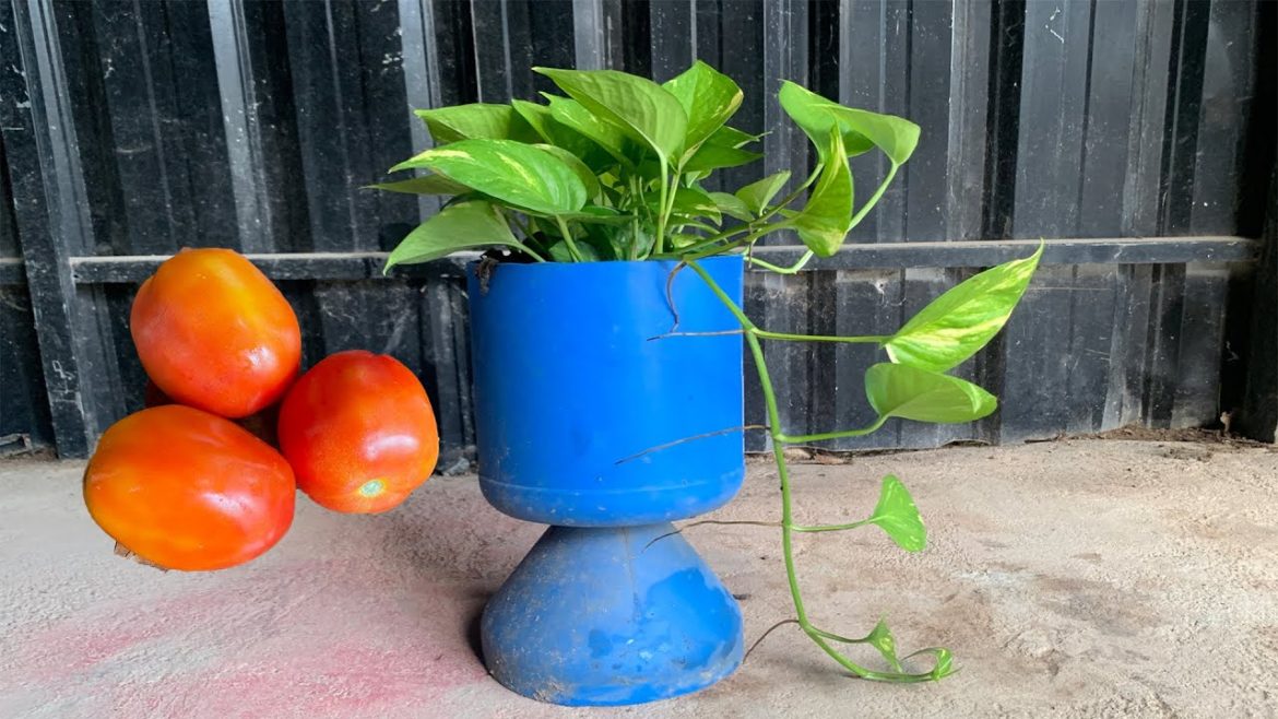 Making Tomato Fertilizer And Then Applying On Money Plants|Garden Tips. Making Tomato Fertilizer And Then Applying On Money Plants|Garden Tips.
