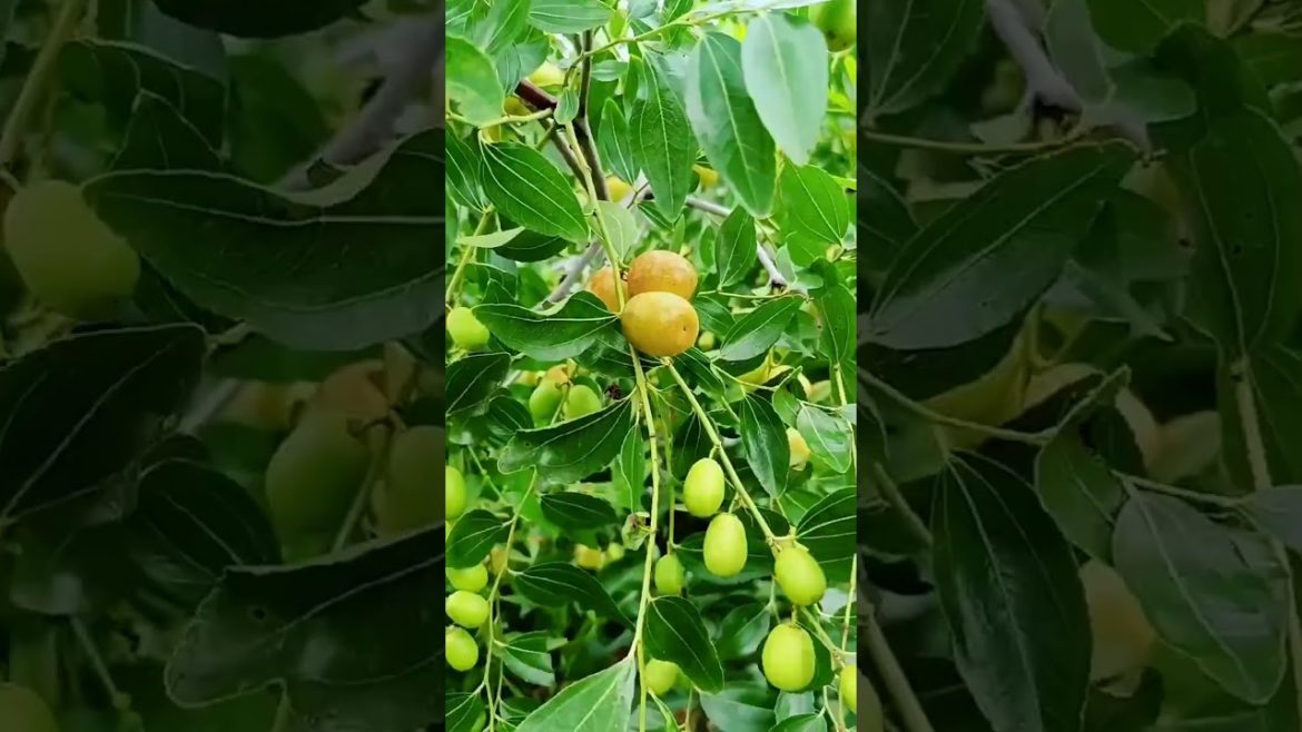 how to growth vegetable /gardening ideas for home