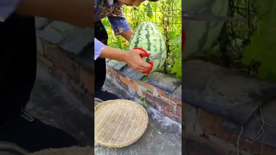 how to growth vegetable /gardening ideas for home how to growth vegetable /gardening ideas for home