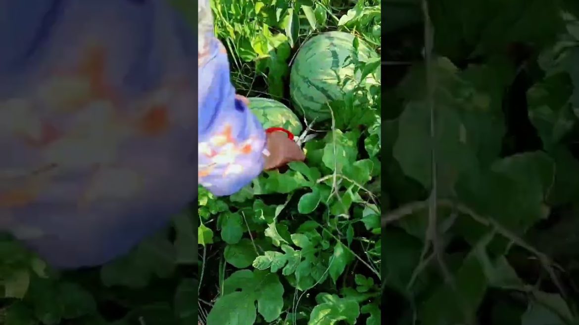 how to growth vegetable /gardening ideas for home