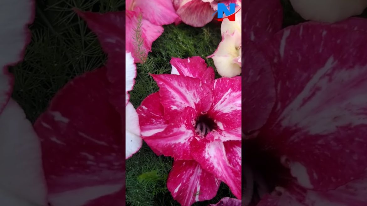 My garden collections  -  Adenium Plants