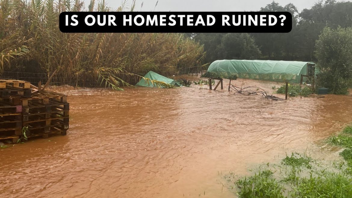 HAS ALL OUR HARD WORK GONE TO WASTE? FROM DROUGHT TO FLOODS ON OUR HOMESTEAD / FARM HAS ALL OUR HARD WORK GONE TO WASTE? FROM DROUGHT TO FLOODS ON OUR HOMESTEAD / FARM