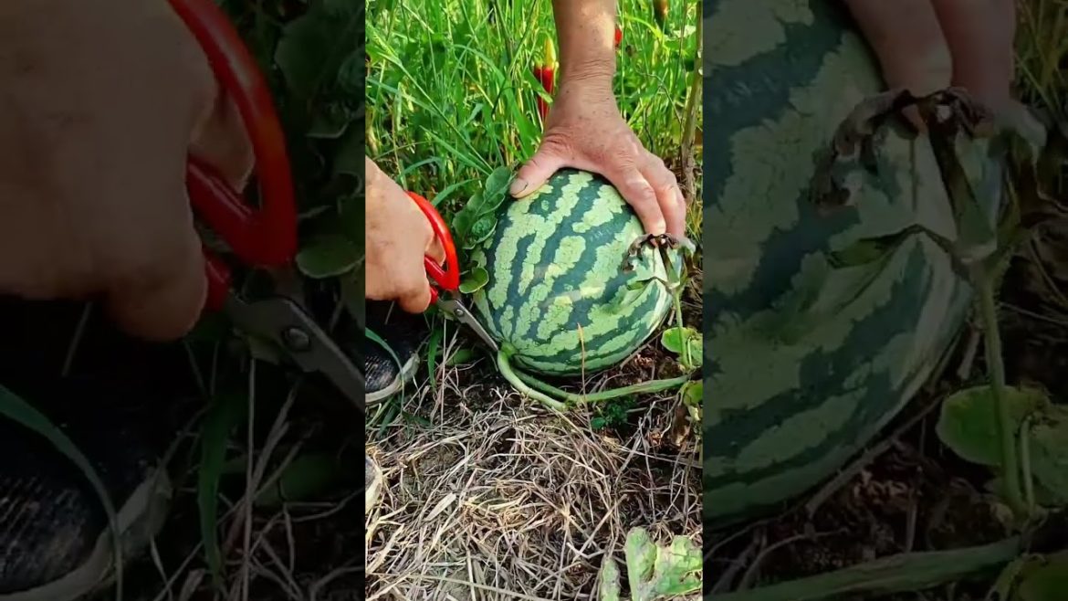 how to growth vegetable /gardening ideas for home