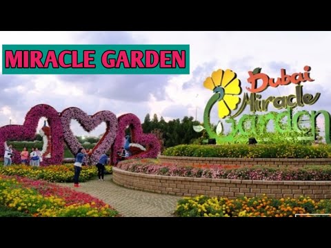 Dubai Miracle Garden! Tips By Gulnaz Rashid Dubai Miracle Garden! Tips By Gulnaz Rashid