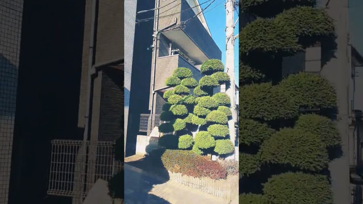 Japanese bonsai trees Japanese bonsai trees