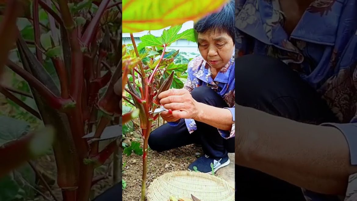 how to growth vegetable /gardening ideas for home