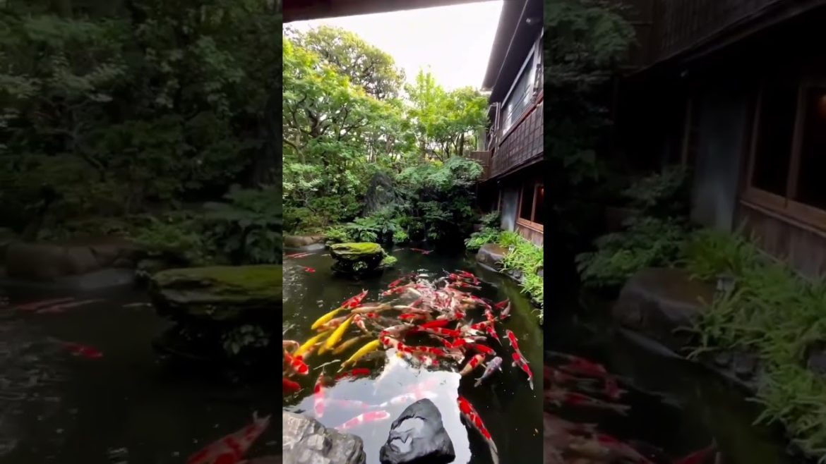 Beautiful garden of the Japanese restaurant in Tokyo 🇯🇵👘🐟