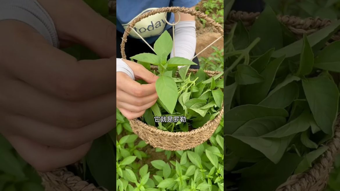 how to growth vegetable /gardening ideas for home