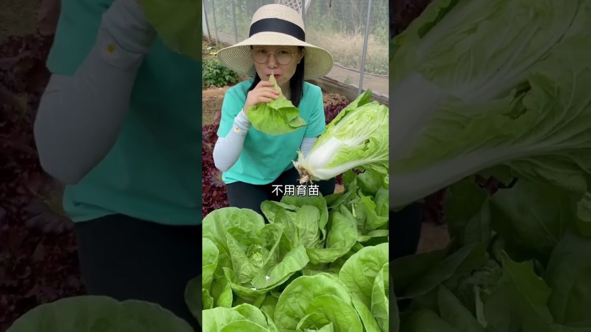 how to growth vegetable /gardening ideas for home