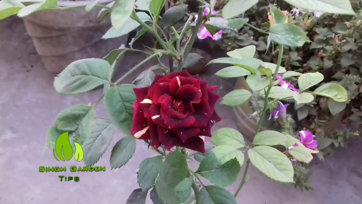 How to get more bloom on Rose plant || singh garden tips How to get more bloom on Rose plant || singh garden tips