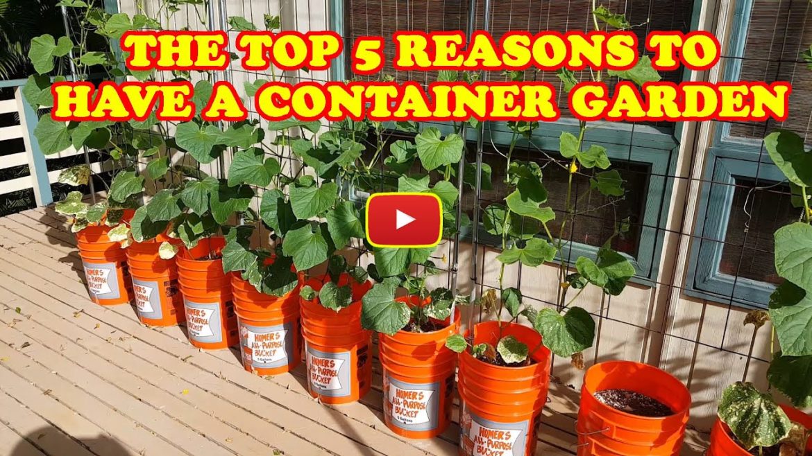 The Top 5 Reasons To Have The Best Container Garden