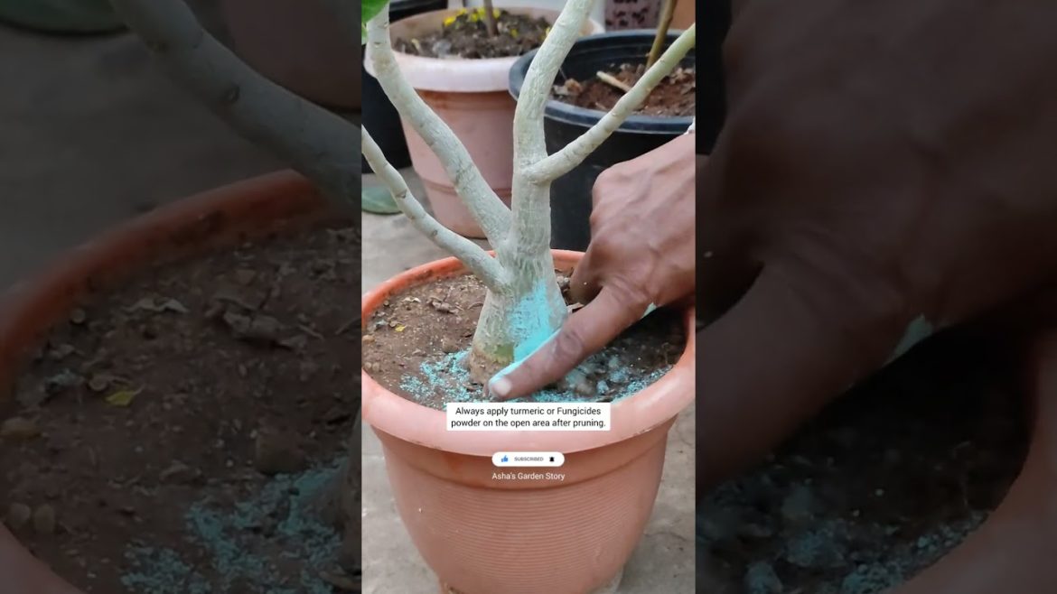5 Care Tips For Adenium Plant|Desert Rose|एडेनियम की देखाभाल के लिए टिप्स|#ashasgardenstory#shorts