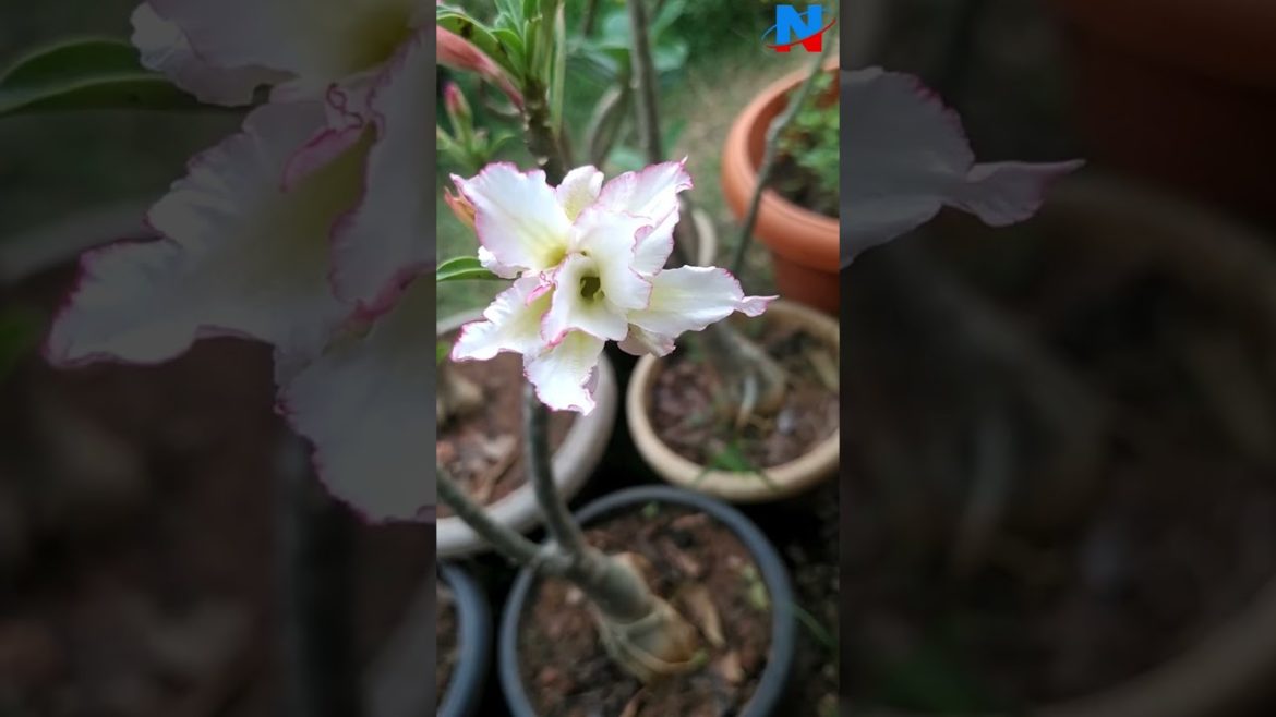My garden collections  -  Adenium Plants