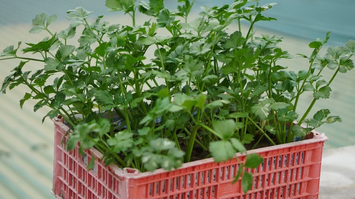 No Garden Required, Balcony Celery Growing is Unbelievably Simple