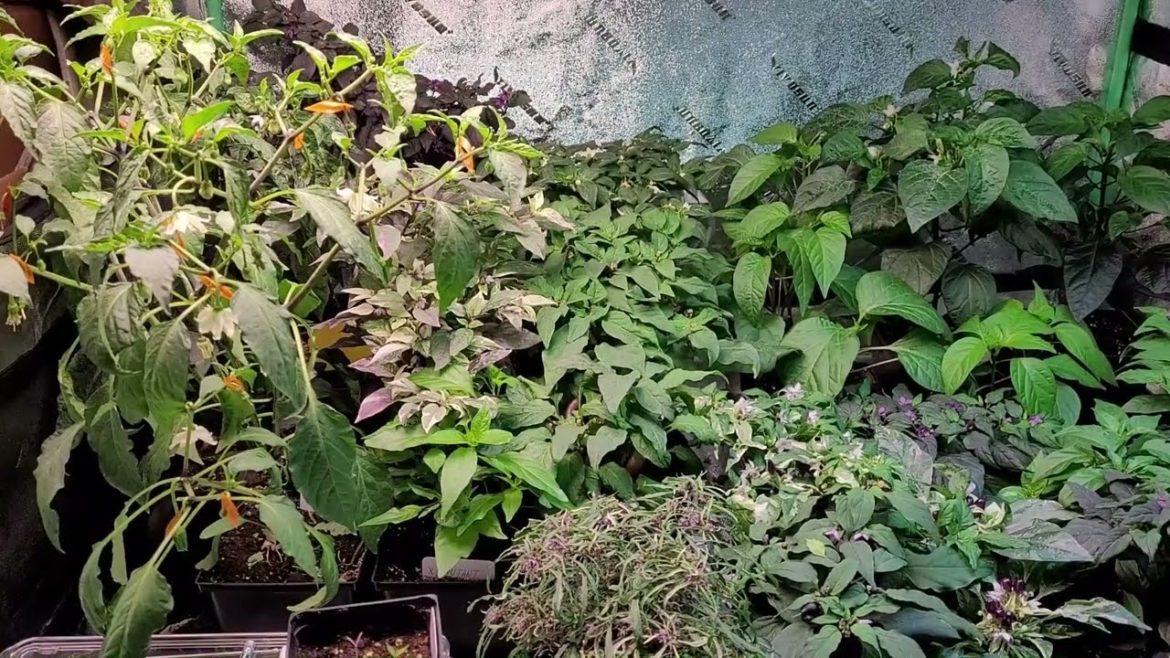 A Look At Our Indoor Peppers - And Taking A Break