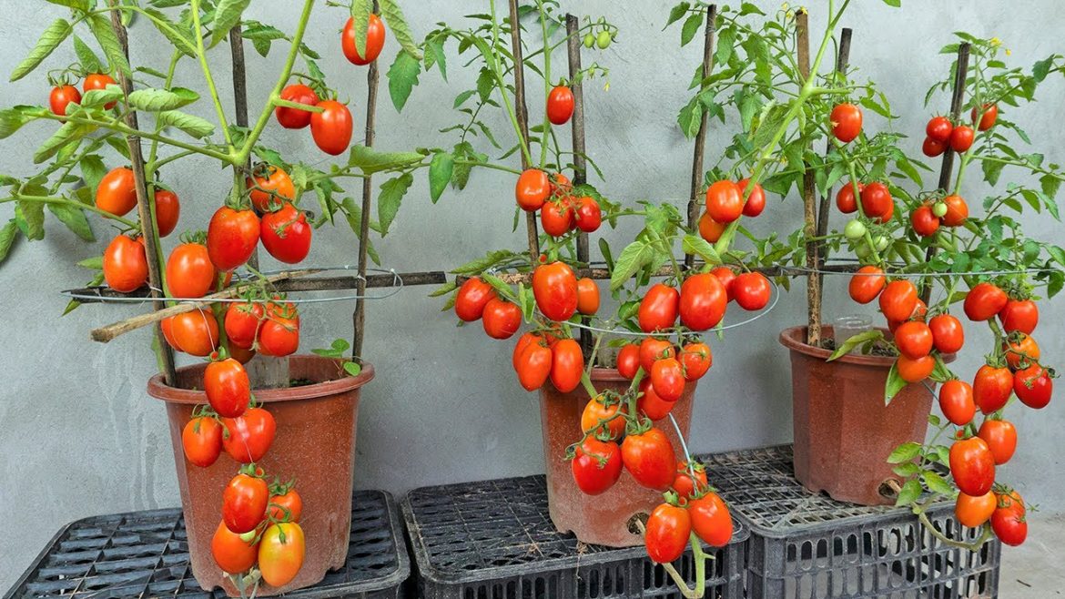 Using bananas as fertilizer to grow tomatoes – Large fruit – red – harvested all year round Using bananas as fertilizer to grow tomatoes - Large fruit - red - harvested all year round