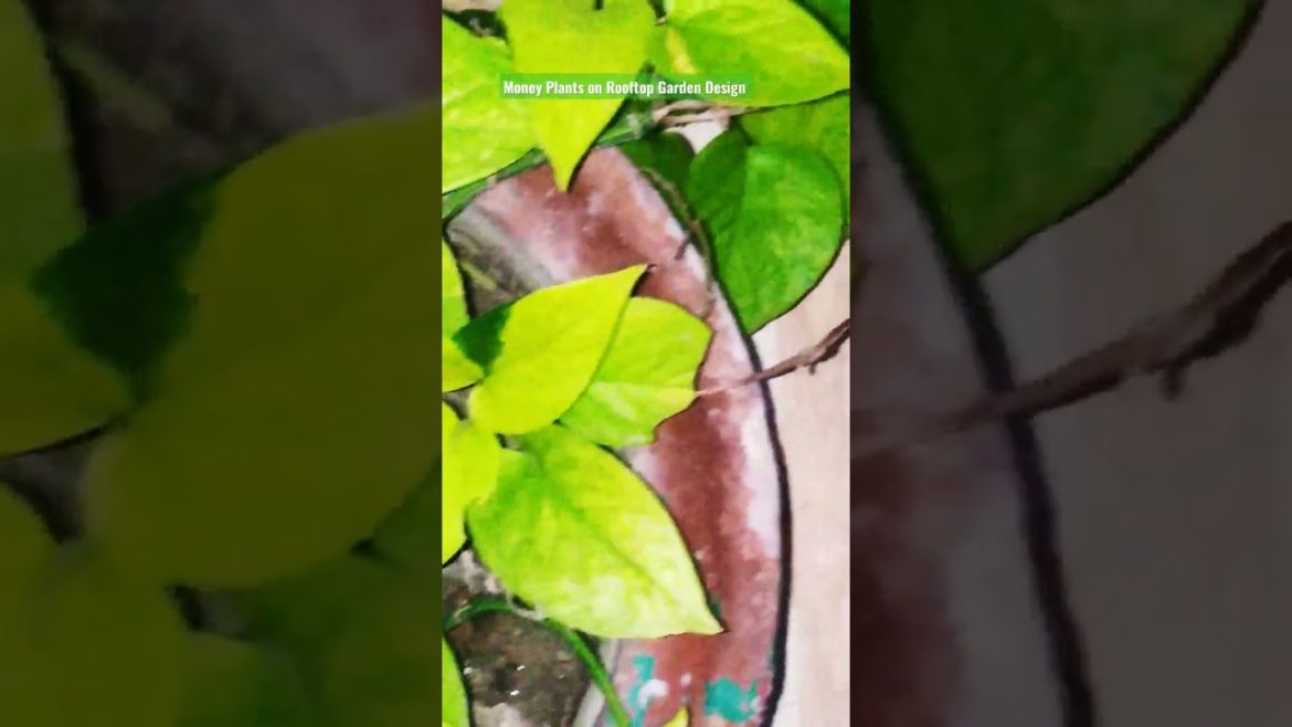 Money Plants on Indoor Garden Design Ideas for all. #shorts #share #subscribe #status Money Plants on Indoor Garden Design Ideas for all. #shorts #share #subscribe #status