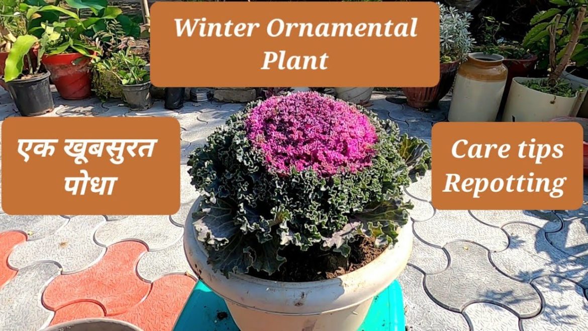 Gardener's favourite plant | kale plant  | ornamental cabbage | care tips, propogation, repotting |
