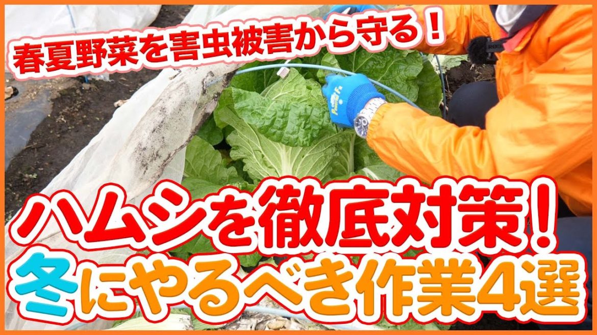 家庭菜園や農園栽培で冬の間に羽虫対策！越冬を防いで春野菜を守る！冬にやるべき害虫対策４選！/Tips for pest control to protect winter vegetables.